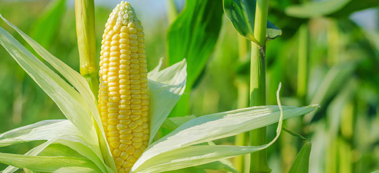 GMO - genmodifiserte organismer