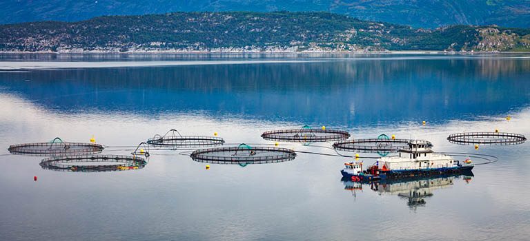 Dioksiner og dibenzofuraner