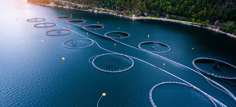 Havbruk og marin industri