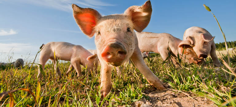 Eurofins og GMP+ TS 4.2 – sertifiserte laboratorier for fôranalyser