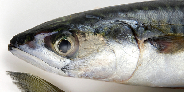 Biogene aminer og TVBN