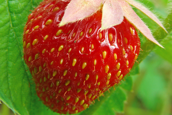 Sommermat